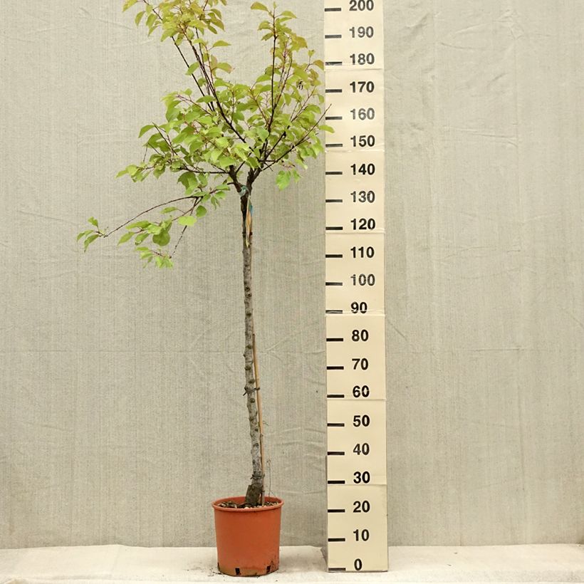 Example of Abricotier - Prunus armeniaca Bulida Pot de 7,5L/10L, Demi-Tige as you get in ete