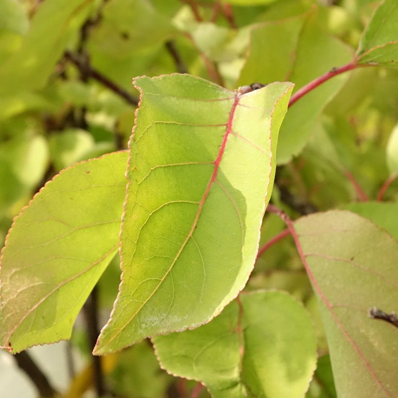 Abricotier - Prunus armeniaca Bulida (Foliage)