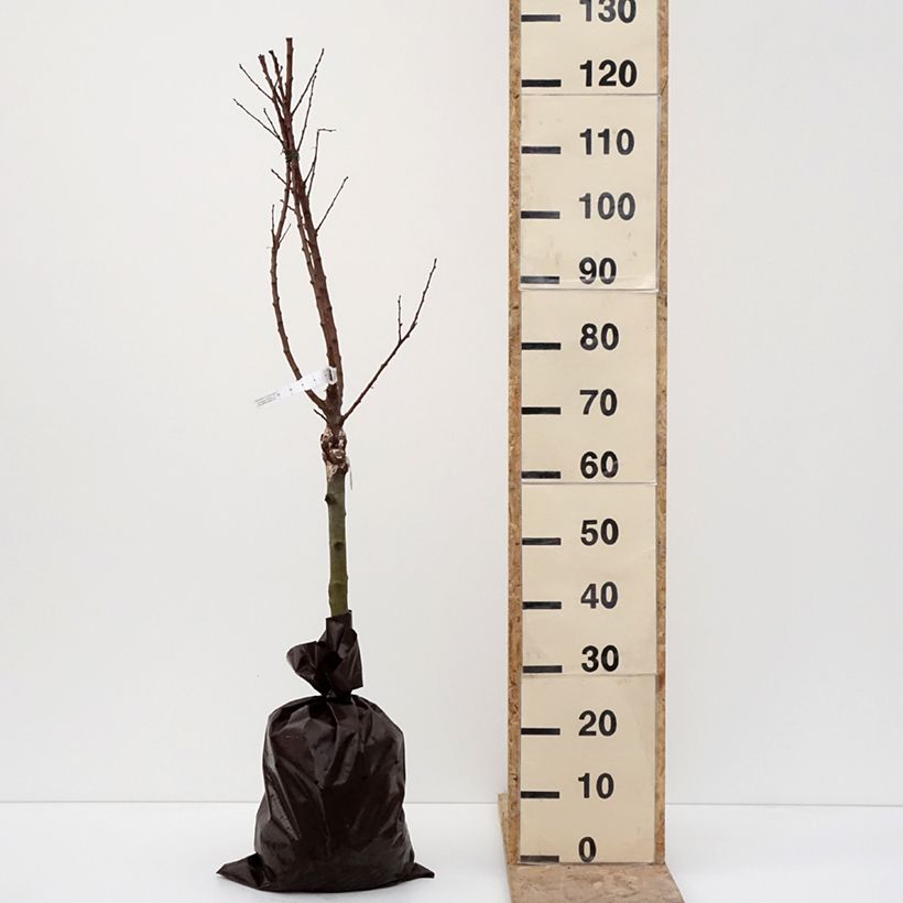 Example of Abricotier - Prunus armeniaca Compacta Motte "Prêt-à-planter", 1/4 de tige as you get in hiver
