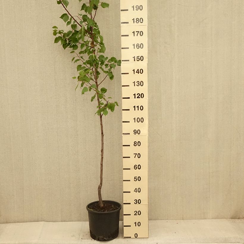 Example of Abricotier - Prunus armeniaca Harcot Pot de 12L/15L, Gobelet as you get in ete