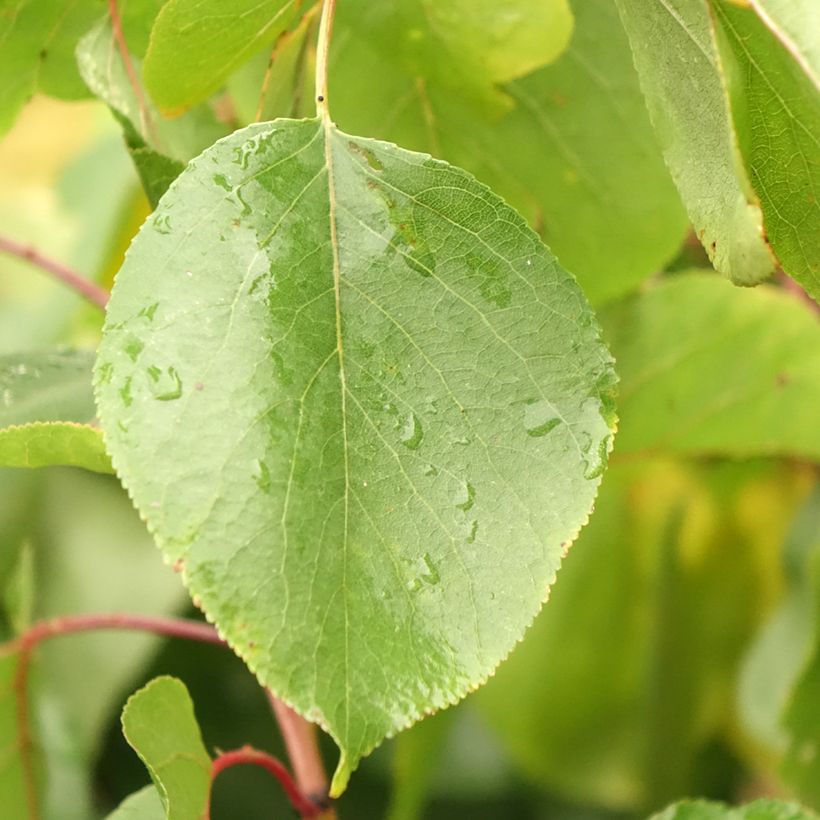 Abricotier - Prunus armeniaca Meilleur de Hongrie (Foliage)
