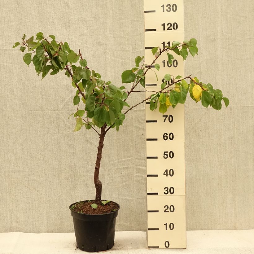 Example of Abricotier - Prunus armeniaca Meilleur de Hongrie Pot de 7,5L/10L, Gobelet as you get in automne