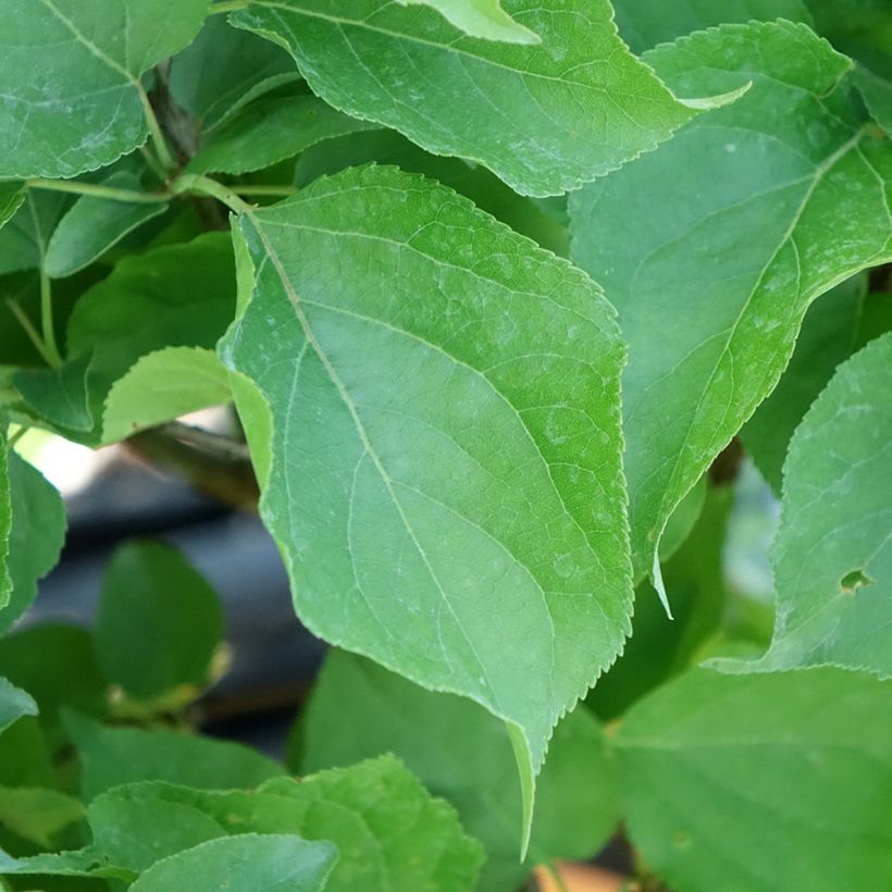 Abricotier - Prunus armeniaca Nanum (Foliage)