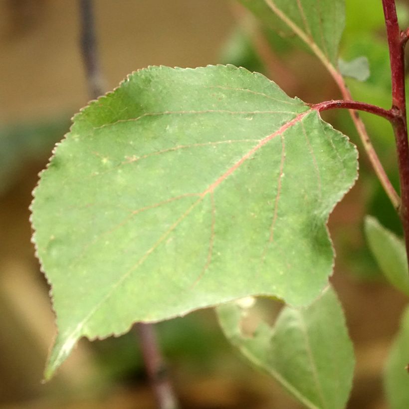 Abricotier - Prunus armeniaca Peche de Nancy (Foliage)
