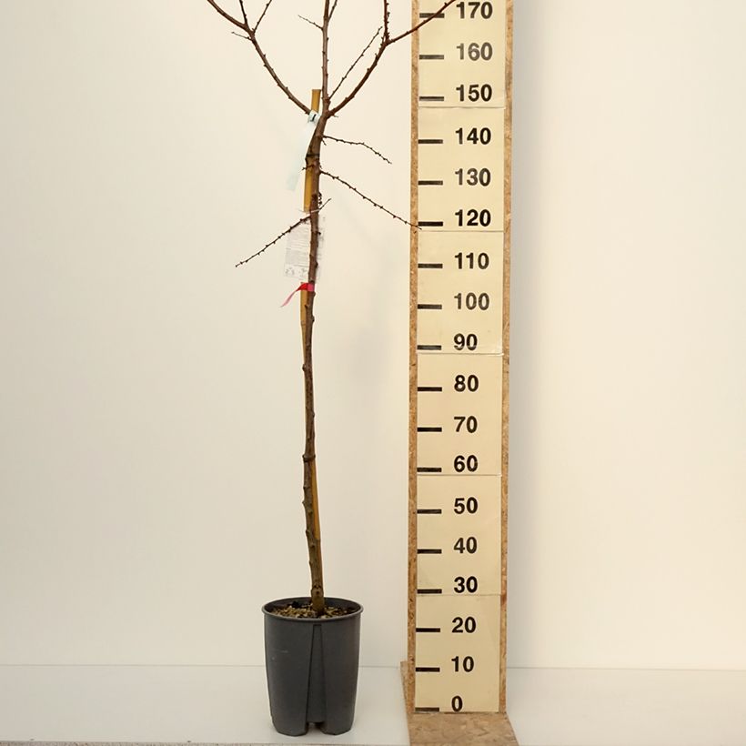 Example of Abricotier Rouge du Roussillon Pot de 70L/75L, Tige as you get in hiver