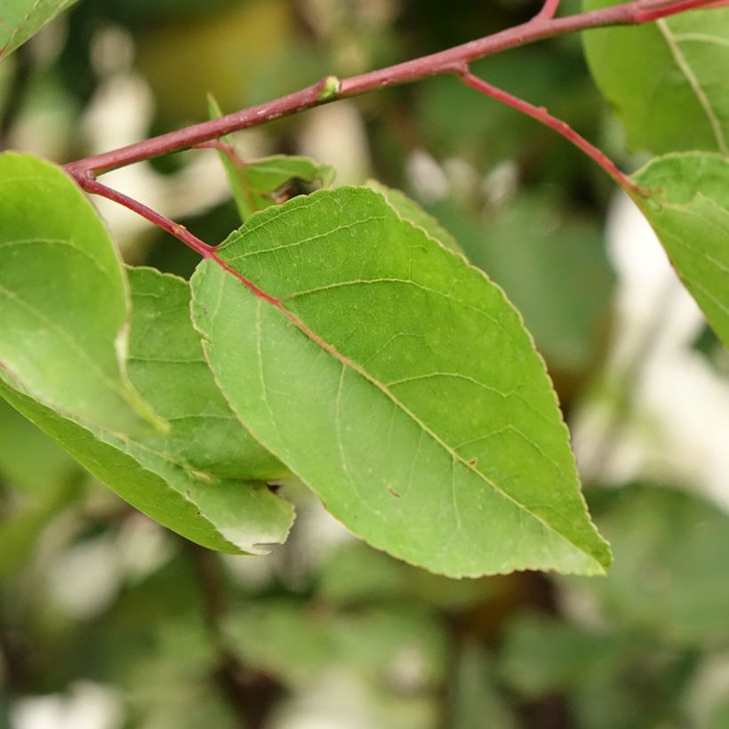 Abricotier Royal (Foliage)