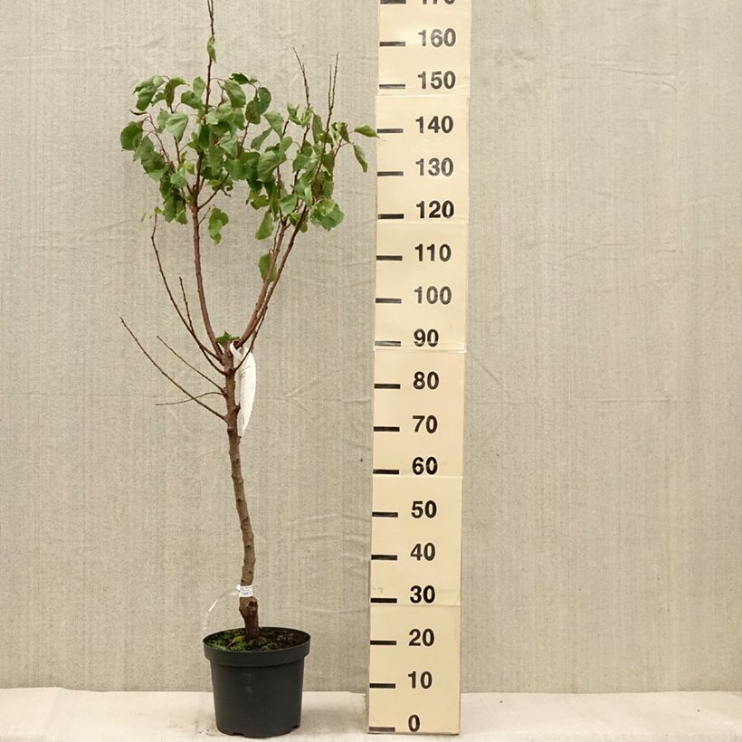 Example of Abricotier Royal Pot de 7,5L/10L, Gobelet as you get in automne