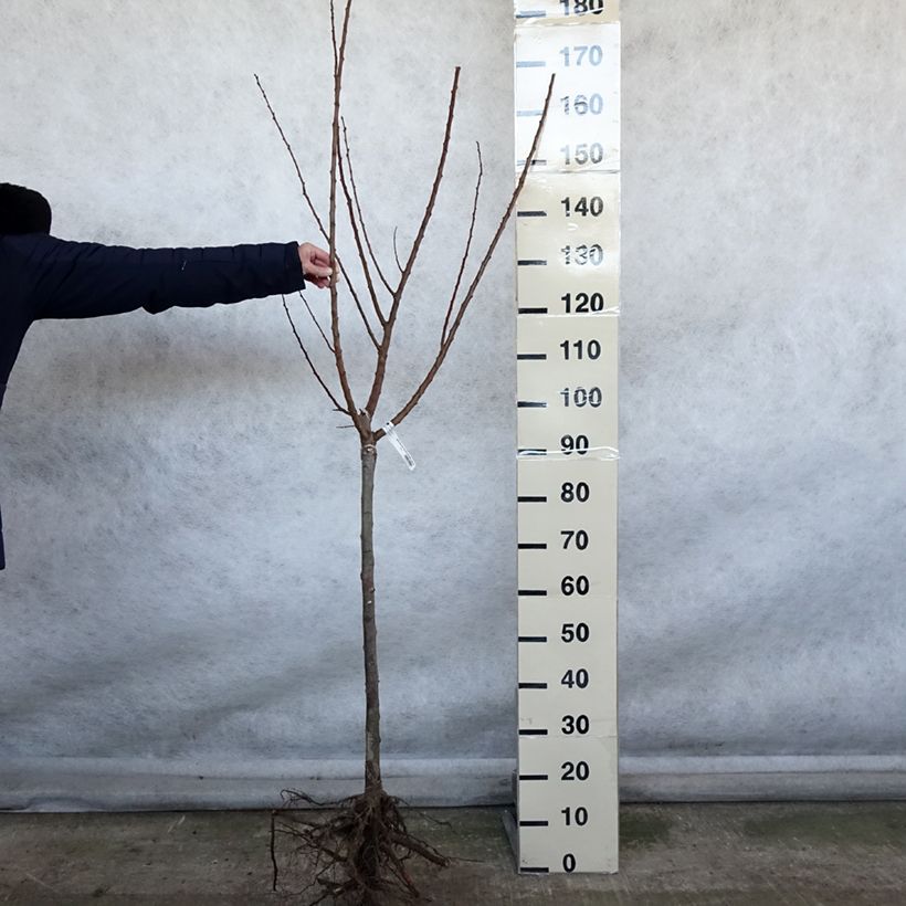 Example of Abricotier Rustique Des Pyrénées - Georges Delbard Grandes Racines nues, Gobelet as you get in hiver