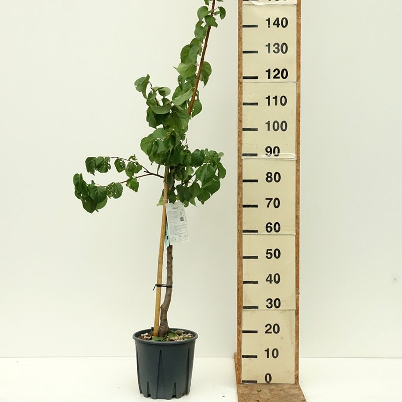 Example of Abricotier Tardif de Tain Pot de 7,5L/10L, Gobelet as you get in ete
