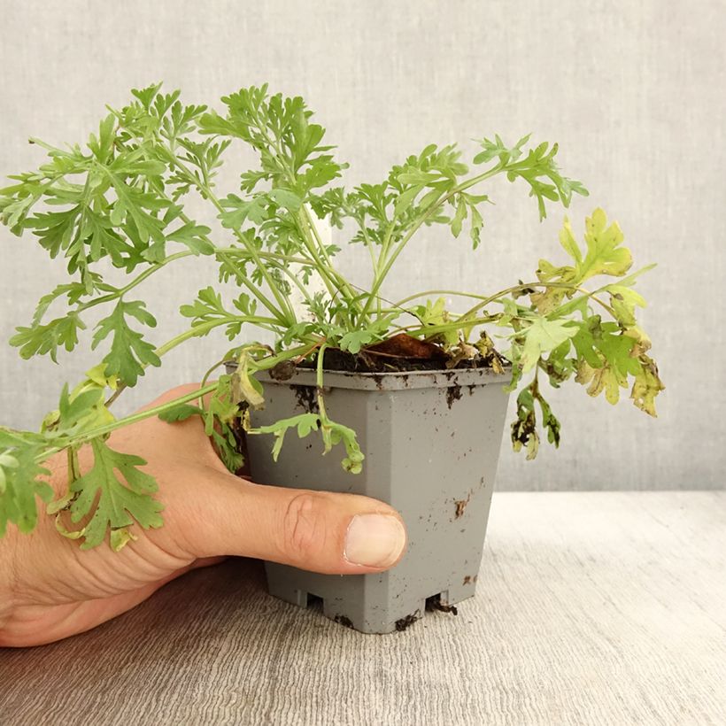 Example of Absinthe - Artemisia absinthium  Godet de 7/8 cm as you get in automne