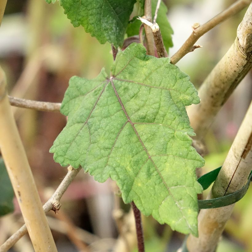 Abutilon megapotamicum Ines (Foliage)