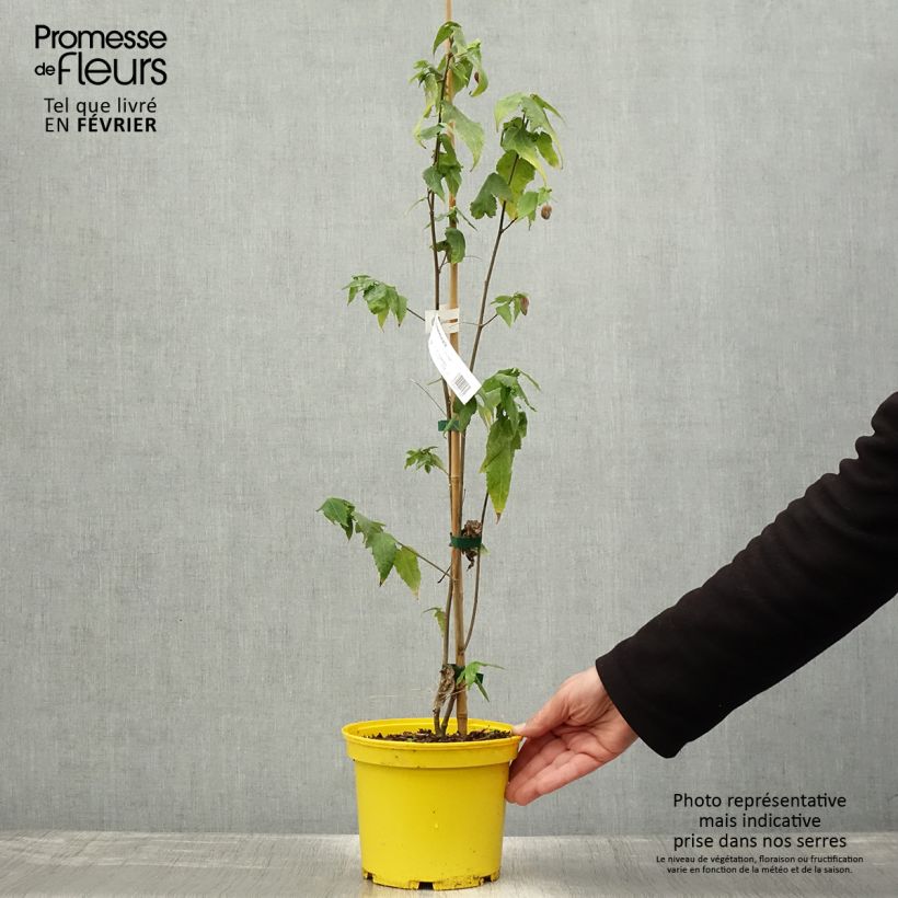 Example of Abutilon megapotamicum Ines Pot de 3L/4L as you get in hiver