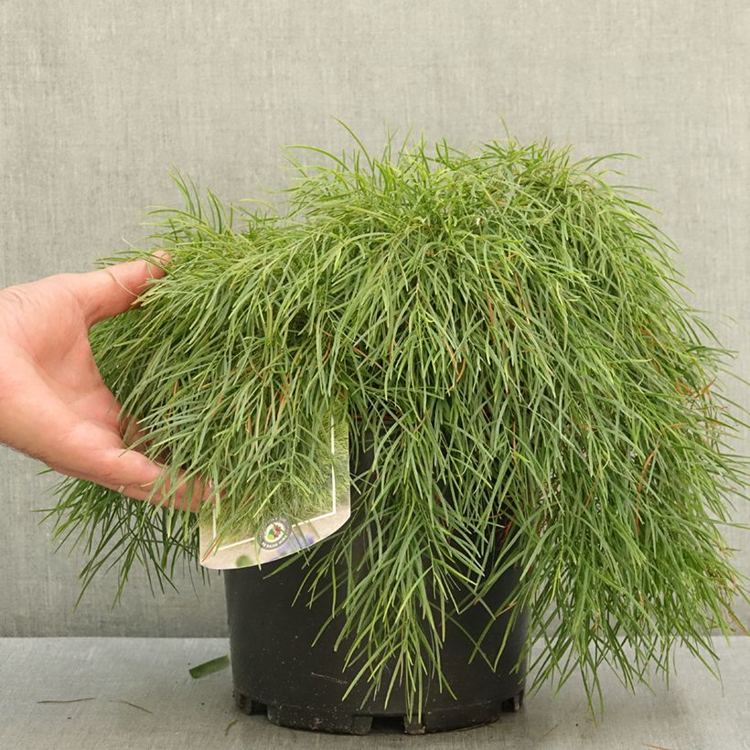 Example of Acacia cognata Limelight - Mimosa nain Pot de 3L/4L as you get in ete