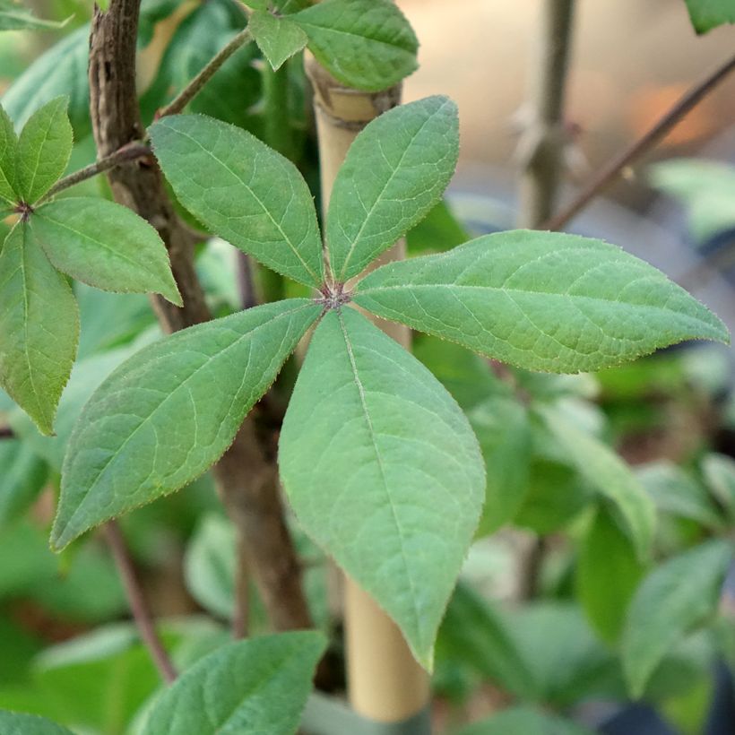 Acanthopanax henryi - Eleutherococcus (Foliage)