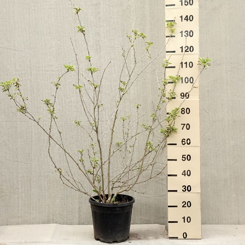 Example of Acanthopanax sieboldii Variegatus - Eleutherococcus Pot de 12L/15L as you get in ete
