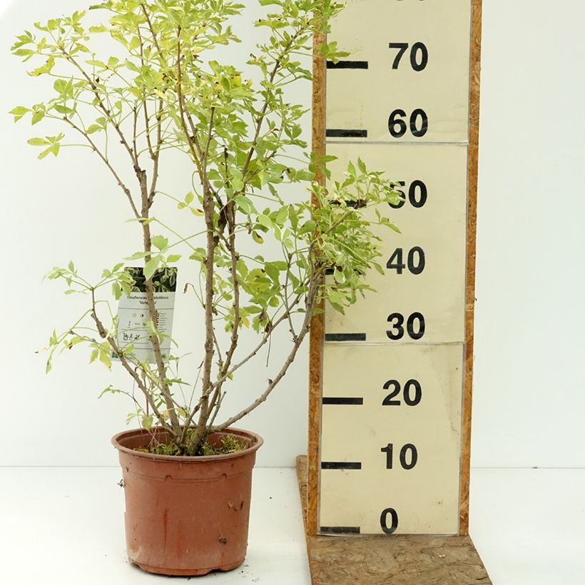 Example of Acanthopanax sieboldii Variegatus - Eleutherococcus Pot de 4L/5L as you get in ete
