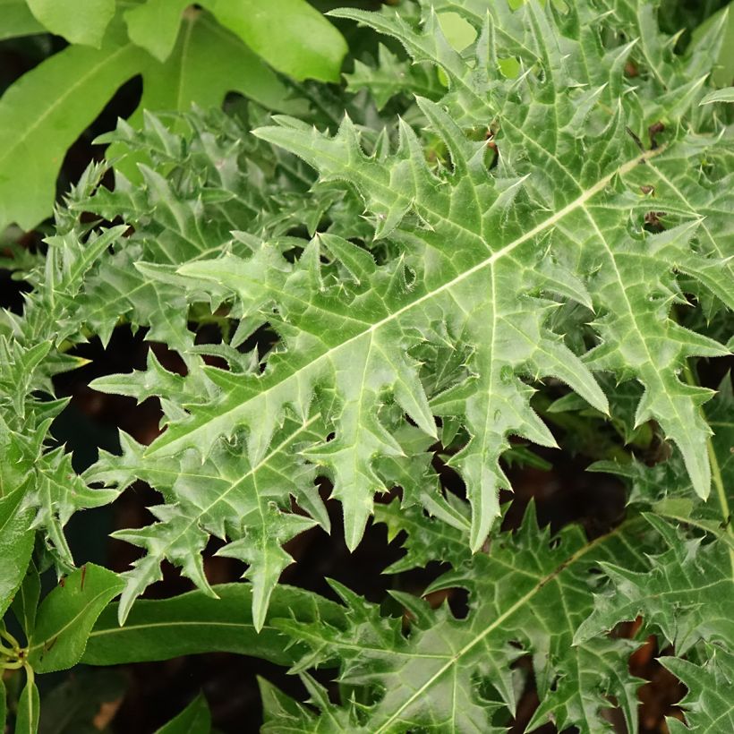 Acanthus hirsutus subsp. syriacus - Acanthe (Foliage)