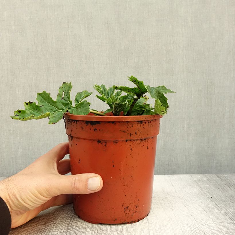 Example of Acanthus Whitewater - Acanthe hybride panachée Pot de 2L/3L as you get in automne
