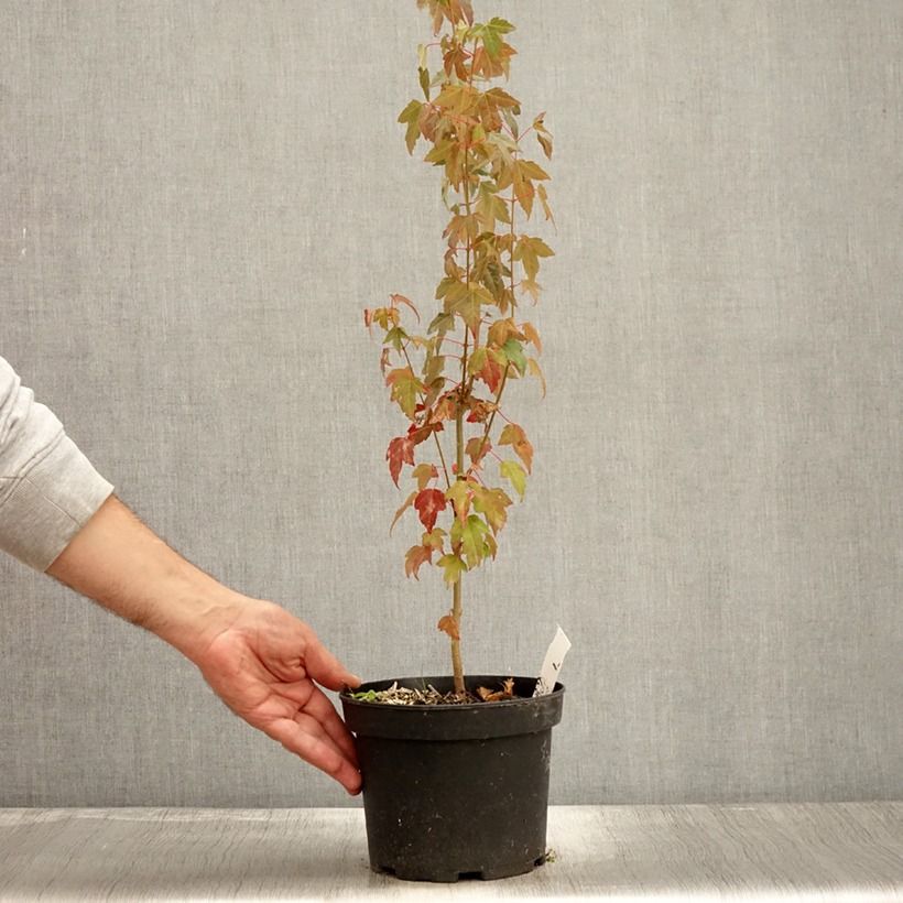 Example of Acer buergerianum - Erable de Buerger Pot de 2L/3L as you get in automne