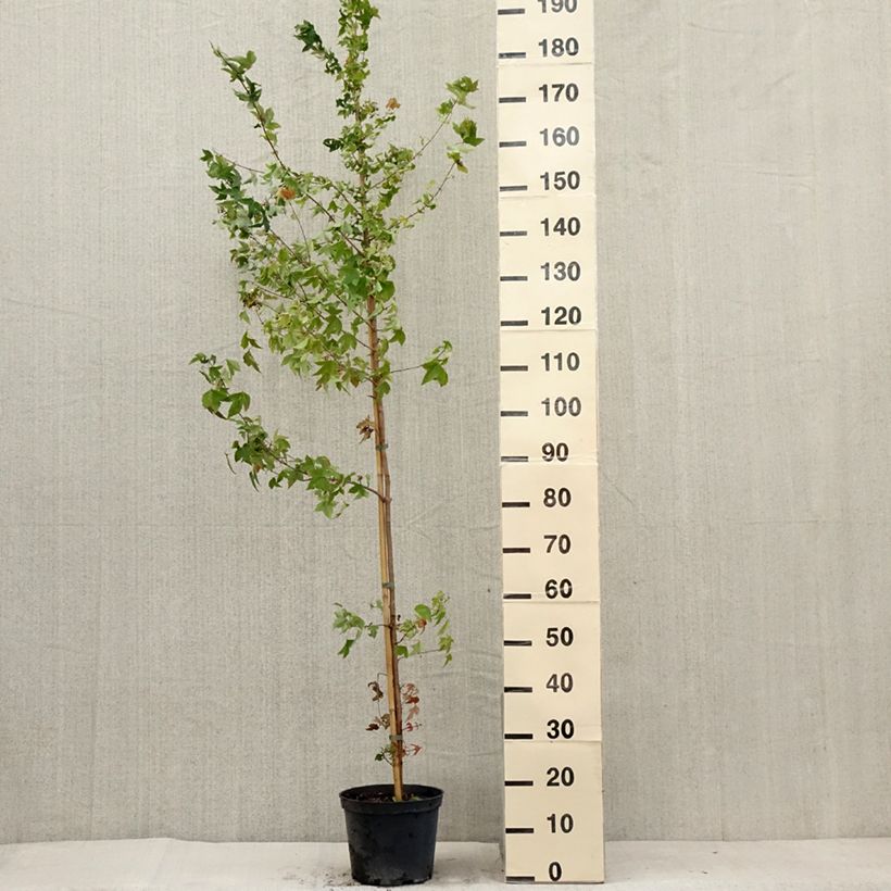 Example of Acer buergerianum - Erable de Buerger Pot de 4L/5L as you get in ete