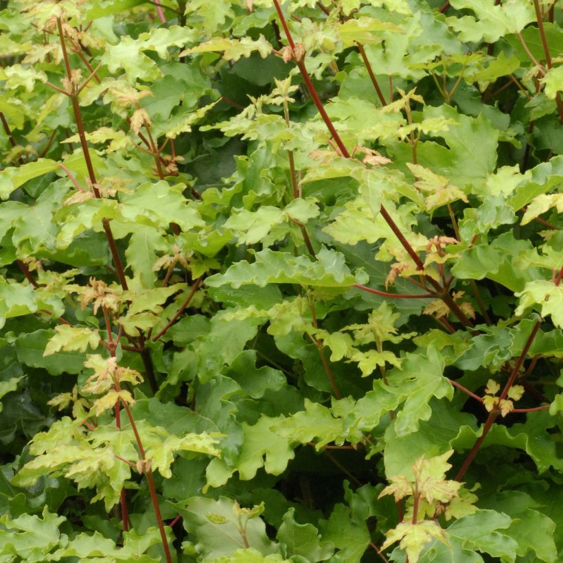 Érable champêtre nain - Acer campestre Nanum (Foliage)