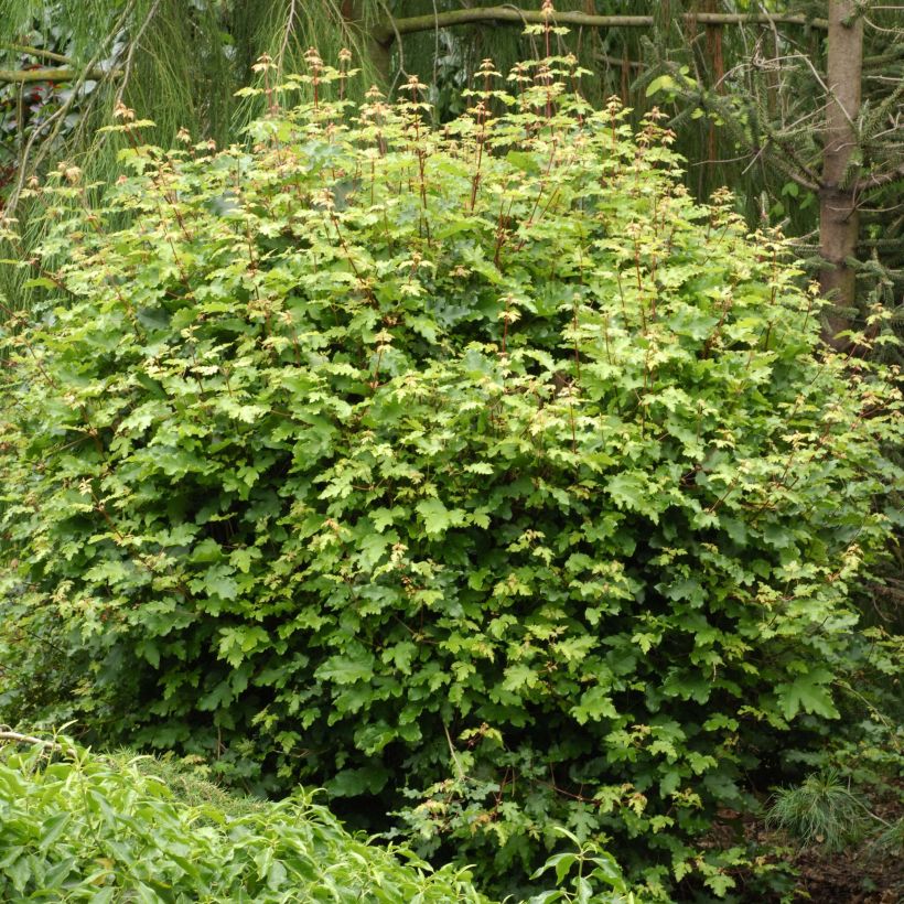 Érable champêtre nain - Acer campestre Nanum (Plant habit)