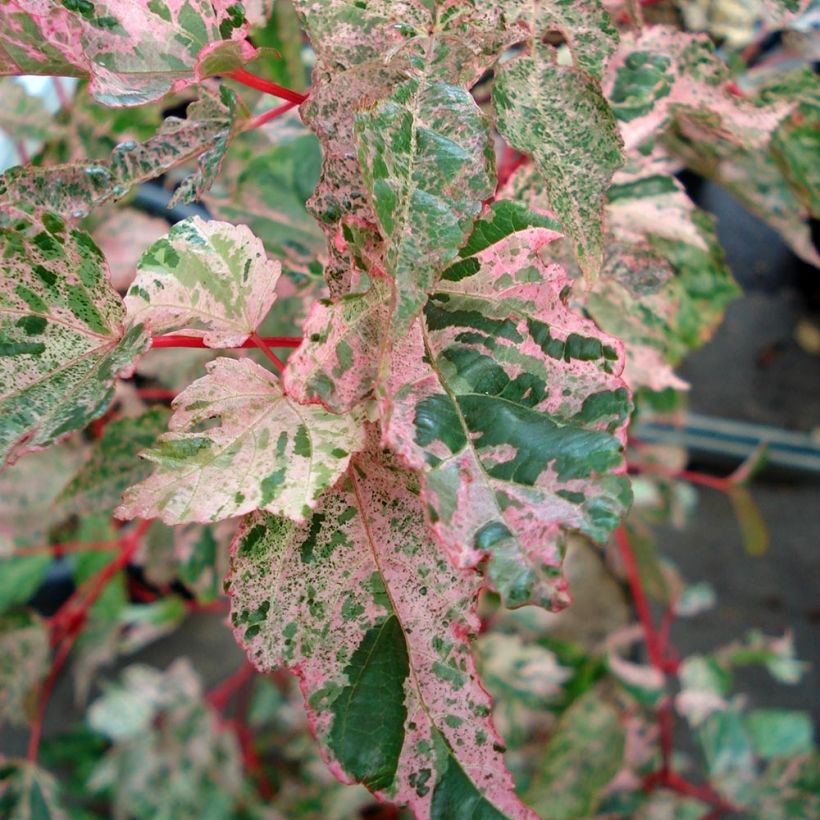 Acer conspicuum Red Flamingo - Érable à peau de serpent (Foliage)