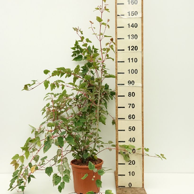 Example of Acer conspicuum Red Flamingo - Érable à peau de serpent Pot de 7,5L/10L as you get in ete