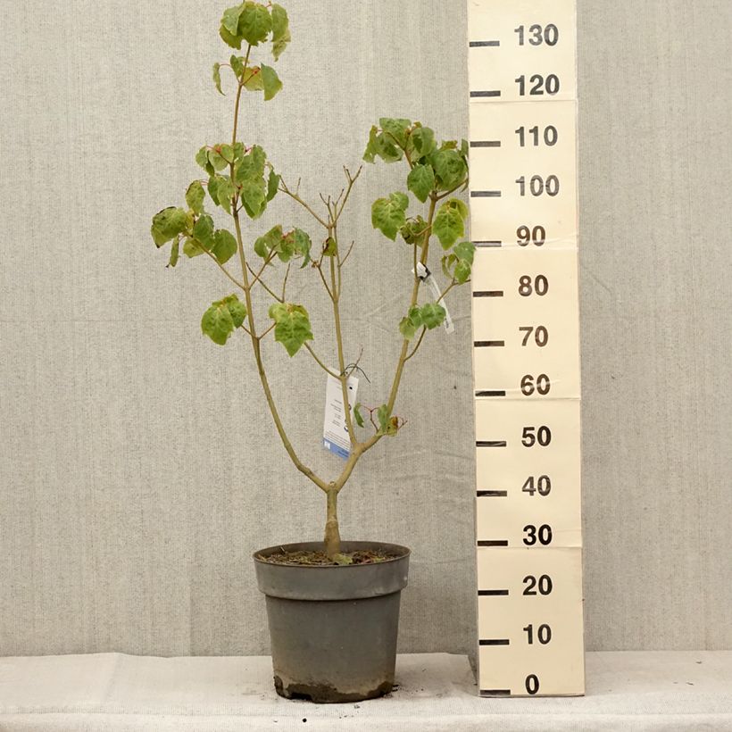 Example of Acer conspicuum Silver Vein - Erable à peau de serpent Pot de 12L/15L as you get in ete