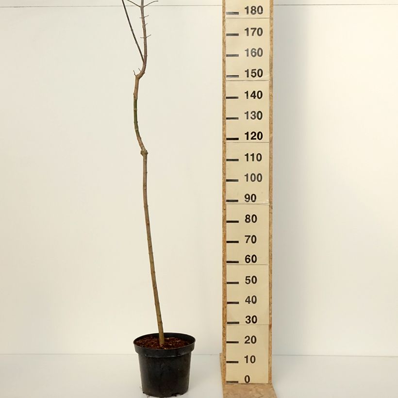 Example of Acer negundo Auratum - Erable à feuilles de frêne doré Pot de 7,5L/10L, Tige as you get in hiver