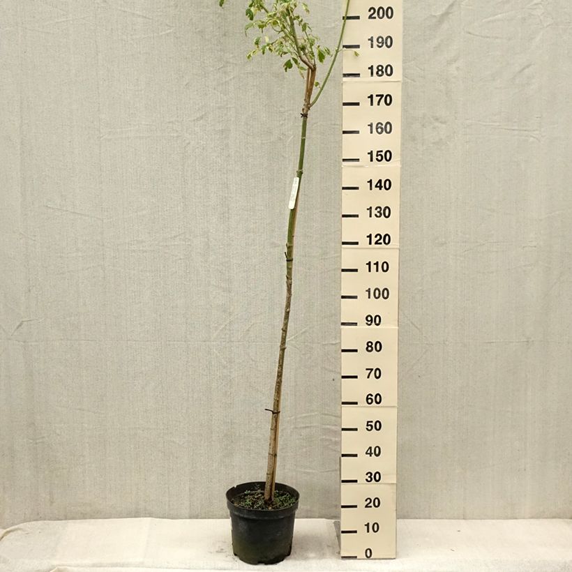 Example of Acer negundo Elegans - Erable à feuille de frêne Pot de 7,5L/10L, Tige as you get in ete