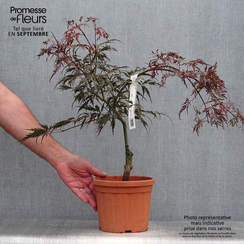 Example of Acer palmatum Dissectum Atropurpureum - Érable du Japon Pot de 3L/4L as you get in automne