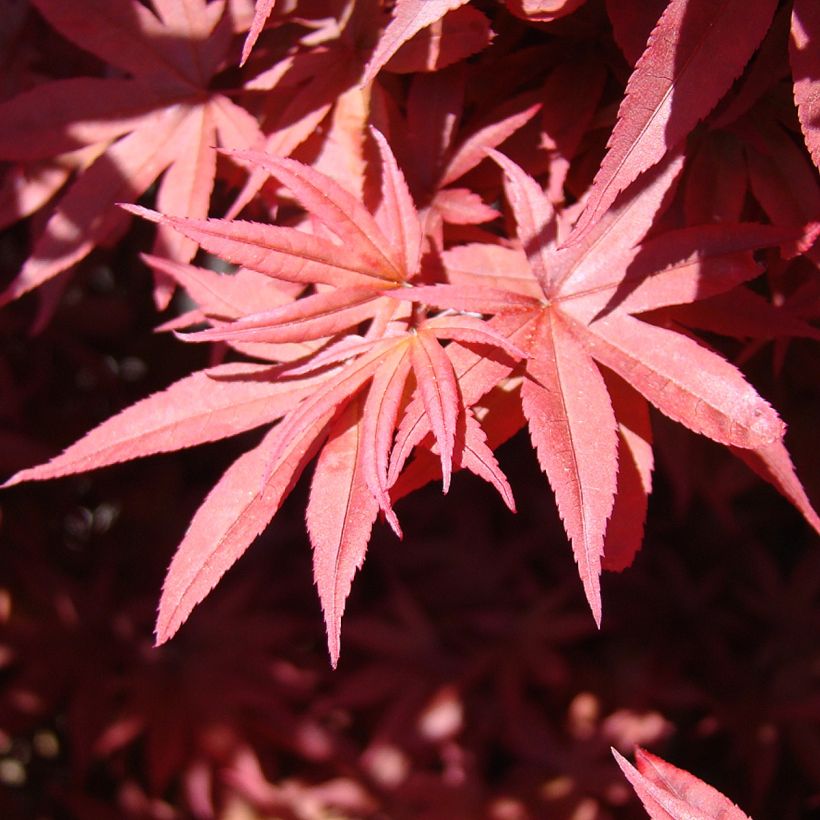 Érable du Japon - Acer palmatum Twomblys Red Sentinel (Foliage)
