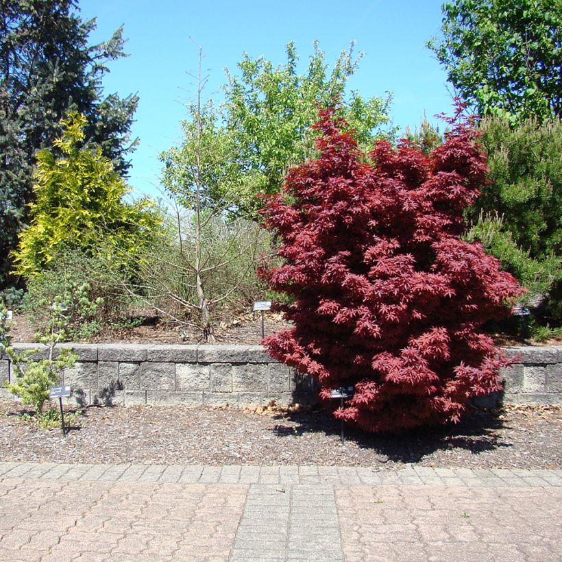 Érable du Japon - Acer palmatum Twomblys Red Sentinel (Plant habit)