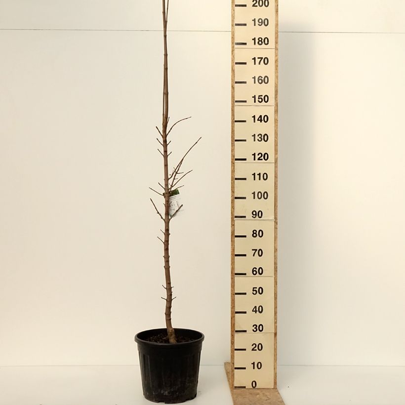 Example of Acer platanoides Columnare - Érable plane Pot de 20L/25L, Tige as you get in hiver