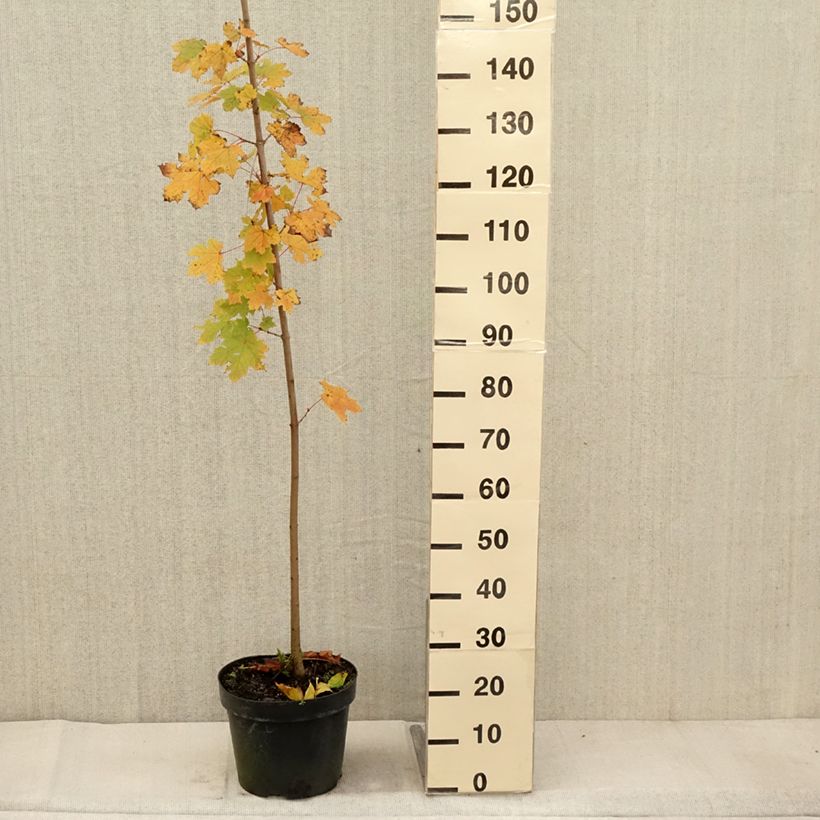 Example of Acer platanoides - Érable plane Pot de 7,5L/10L as you get in automne