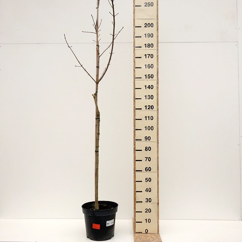 Example of Acer platanoides Maculatum - Erable plane Pot de 18L/20L, Tige as you get in hiver