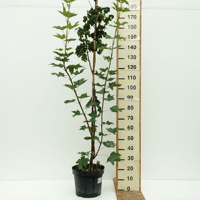 Example of Acer platanoides Marylka - Erable plane BESKID Pot de 12L/15L, Tige as you get in ete