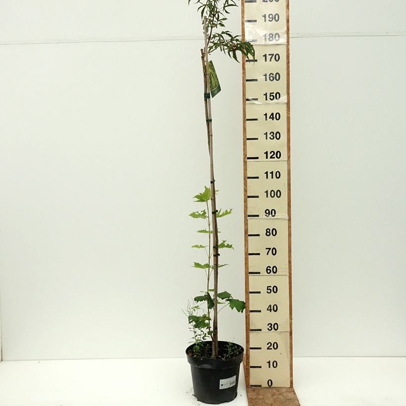 Example of Acer platanoides Paldiski - Erable plane Pot de 12L/15L, Tige as you get in ete