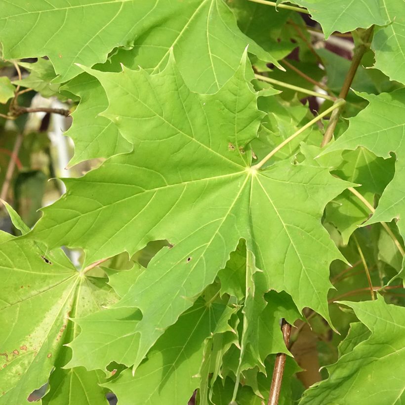 Acer platanoides Princeton Gold - Erable plane (Foliage)