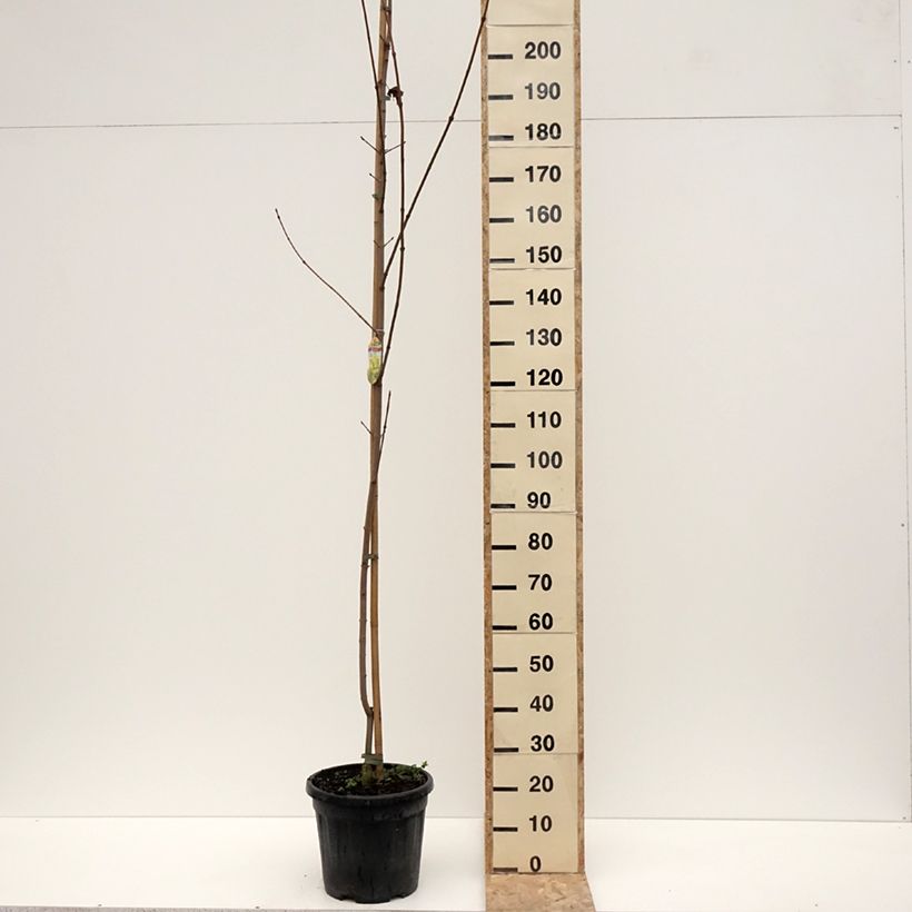 Example of Acer platanoides Princeton Gold - Erable plane Pot de 20L/25L, Tige as you get in hiver