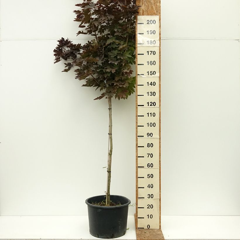 Example of Acer platanoides Purple Globe - Erable plane Pot de 20L/25L, Haute-Tige as you get in ete