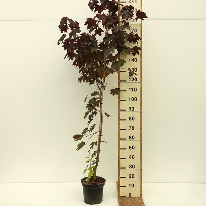 Example of Acer platanoides Royal Red - Érable plane Pot de 7,5L/10L as you get in ete