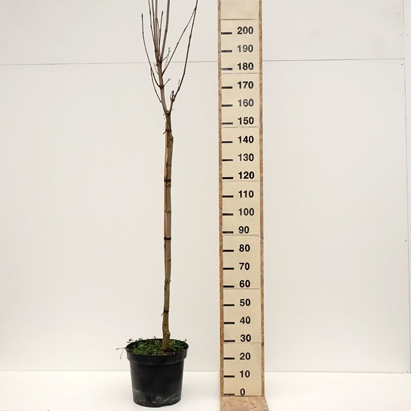 Example of Acer platanoides Stollii - Erable plane Pot de 20L/25L, Tige as you get in hiver