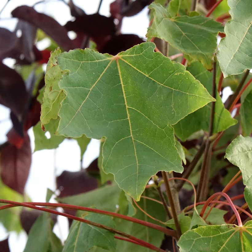 Acer platanoides Stollii - Erable plane (Foliage)