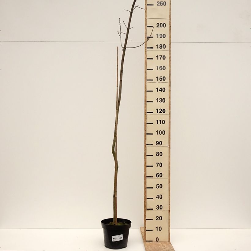Example of Acer rubrum Sekka - Erable rouge Pot de 4L/5L as you get in hiver