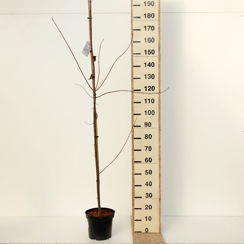 Example of Acer rubrum Somerset - Erable rouge Pot de 7,5L/10L as you get in hiver