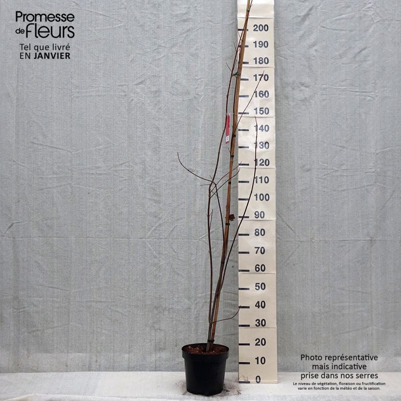 Example of Acer rubrum Sun Valley - Érable rouge Pot de 7,5L/10L, Baliveau as you get in hiver