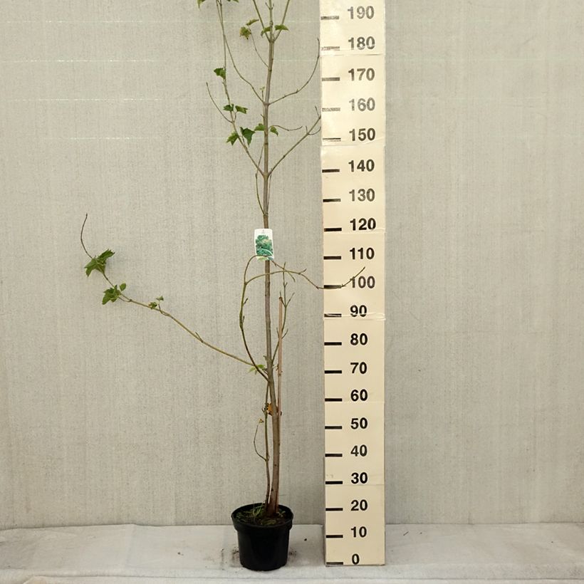 Example of Acer rufinerve - Erable à peau de serpent Pot de 4L/5L as you get in automne