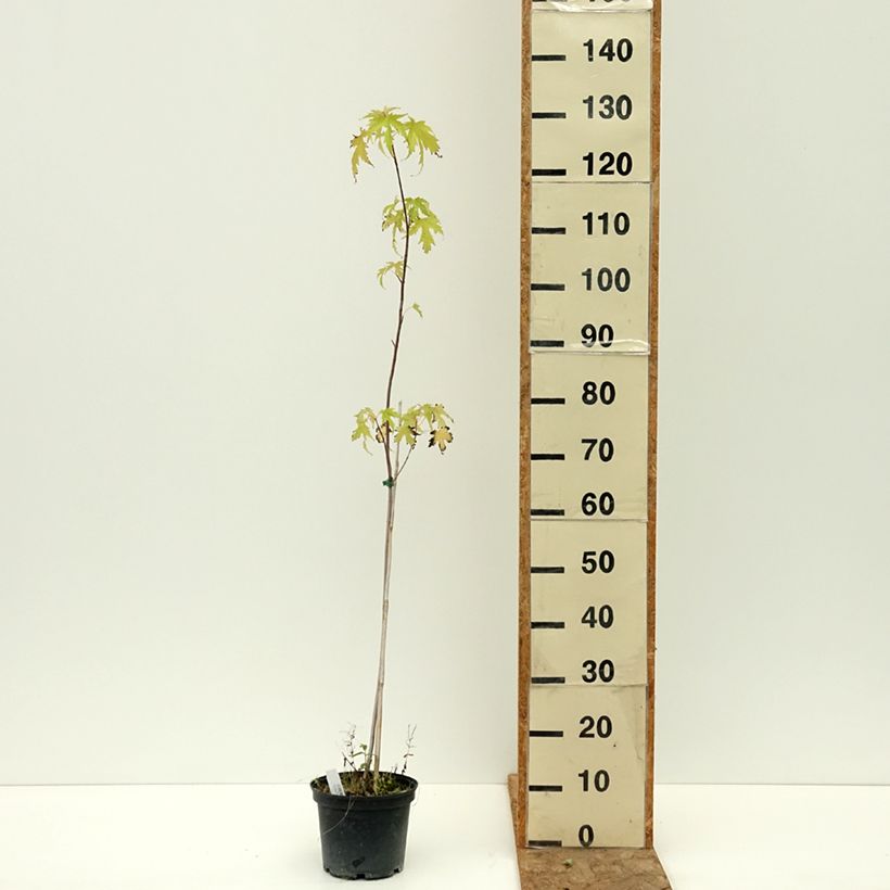 Example of Acer saccharinum Laciniatum Wieri - Érable argenté Pot de 3L/4L as you get in ete